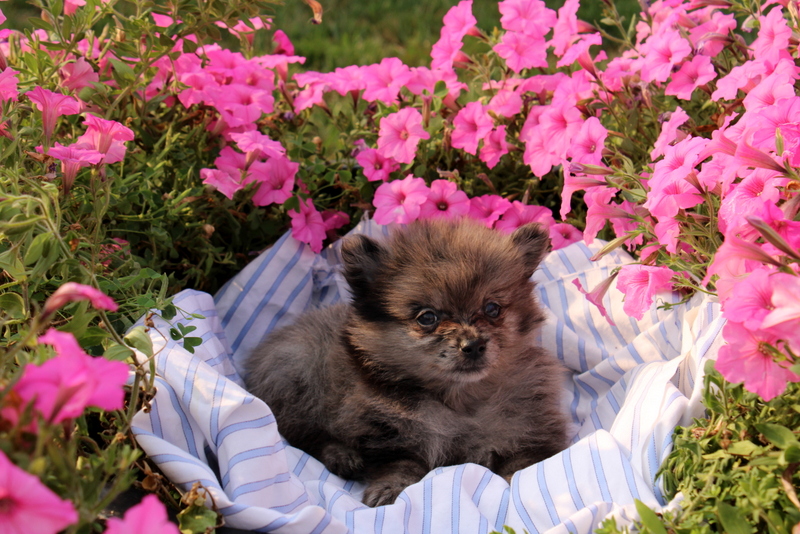 puppy, for, sale, Pomeranian, Matthew B. Stoltzfus, dog, breeder, Gap, PA, dog-breeder, puppy-for-sale, forsale, nearby, find, puppyfind, locator, puppylocator, aca